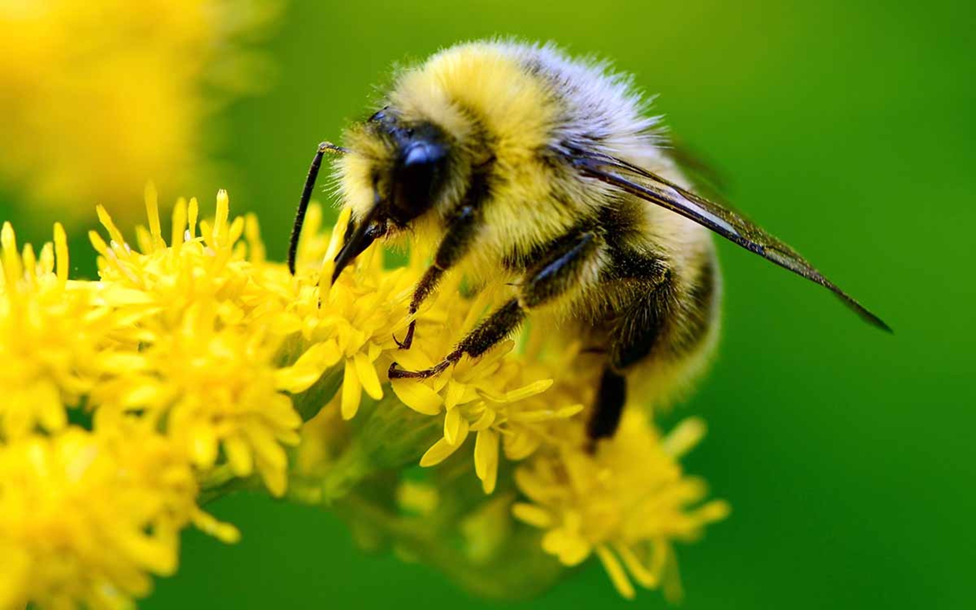 Why Bees Are Essential to Life on Earth, This is a dummy article